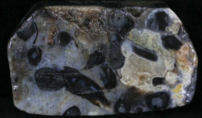 Rhynie Chert - Early Devonian Vascular Plant Fossils #25801